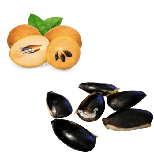 Buy Sapodilla Seeds