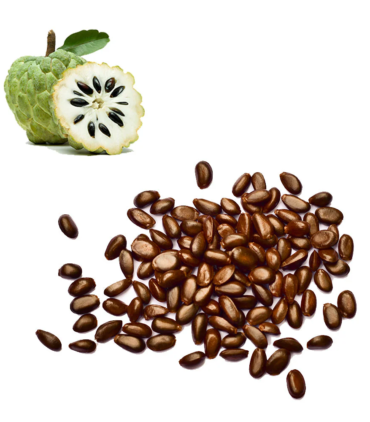 Buy Sugar Apple Seeds