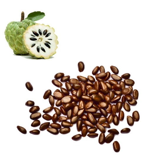 Buy Sugar Apple Seeds